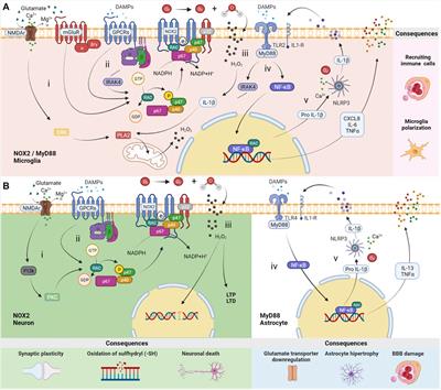 Distinct Cell-specific Roles of NOX2 and MyD88 in Epileptogenesis